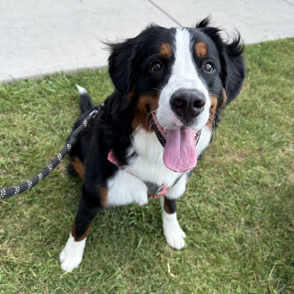 Rosie Puppy is happy in the grass