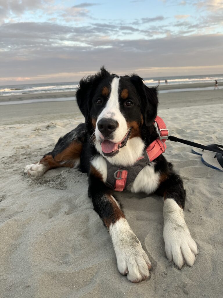 Rosie chilling at the beach