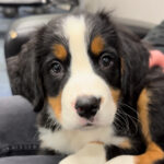 Picture of our Bernese Mountain Dog, Rosie when she was 8 weeks old